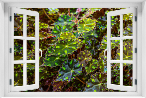 Fototapeta Naklejka Na Ścianę Okno 3D - the detail of tropic plant in a greenhouse