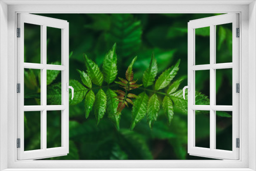 Fototapeta Naklejka Na Ścianę Okno 3D - Young green tree leaf in top view with dark tone.