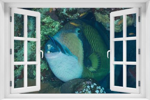 Fototapeta Naklejka Na Ścianę Okno 3D - Titan fish in the Red Sea 