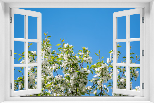 Fototapeta Naklejka Na Ścianę Okno 3D - Apple tree branches with white flowers on a background of blue sky.