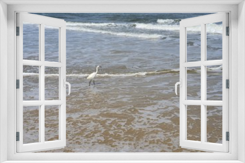 Fototapeta Naklejka Na Ścianę Okno 3D - pássaros na beira mar praia