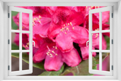 Fototapeta Naklejka Na Ścianę Okno 3D - Rhododendron