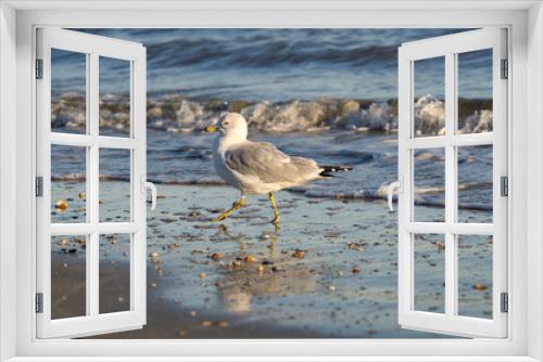 Fototapeta Naklejka Na Ścianę Okno 3D - Eine Möwe Seagull Vogel beim Sonnenuntergang am Strand von Florida, Beine im Sand und Wellen im Hintergrund