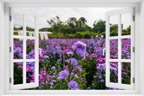 Fototapeta Naklejka Na Ścianę Okno 3D - Purple, colorful margaret flowers in the flower garden