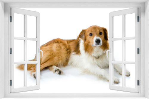Fototapeta Naklejka Na Ścianę Okno 3D - Brown border collie dog on white backgroud