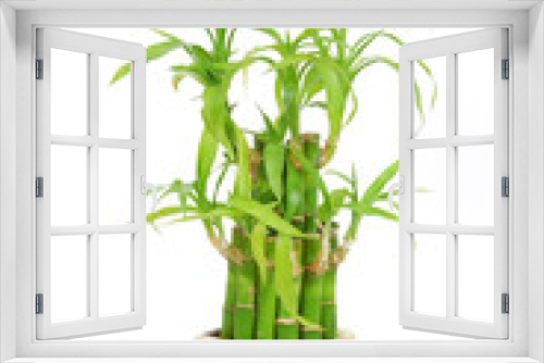 Fototapeta Naklejka Na Ścianę Okno 3D - Lucky bamboo (Dracaena sanderiana), isolated on white background