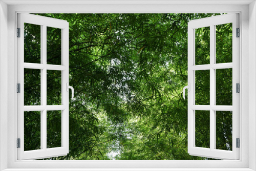 Fototapeta Naklejka Na Ścianę Okno 3D - Fresh green bamboo grove forest
