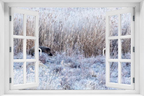 Fototapeta Naklejka Na Ścianę Okno 3D - Wid boar in winter landscape