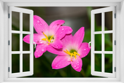 Fototapeta Naklejka Na Ścianę Okno 3D - Pink rain lily, a very common flower in gardens in Rio de Janeiro (Zephyranthes Rosea)