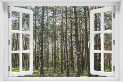 Fototapeta Naklejka Na Ścianę Okno 3D - a spruce forest in northern Europe