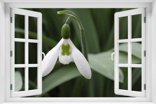 Fototapeta Naklejka Na Ścianę Okno 3D - Snowdrop flower with cross