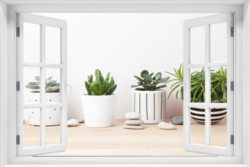 Fototapeta Naklejka Na Ścianę Okno 3D - Collection of various succulents and plants in colored pots. Potted cactus and house plants against light wall. The stylish interior home garden comcept