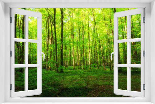 Fototapeta Naklejka Na Ścianę Okno 3D - Lebhafter grüner Wald im Frühling