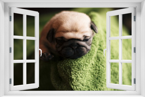 Fototapeta Naklejka Na Ścianę Okno 3D - Portrait of newborn puppy pug. Newborn baby dog. 