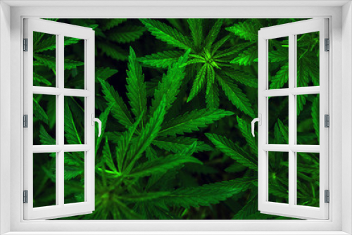 Fototapeta Naklejka Na Ścianę Okno 3D -  marijuana  background. bush cannabis.