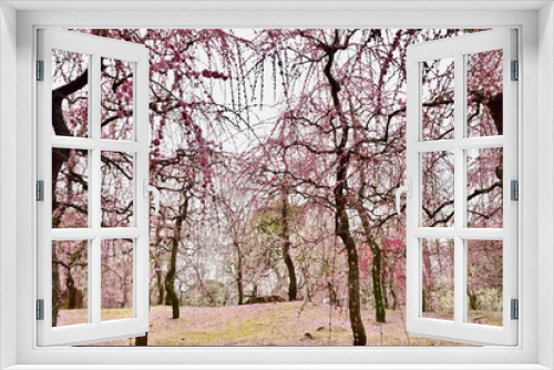 Fototapeta Naklejka Na Ścianę Okno 3D - 京都の梅の城南宮