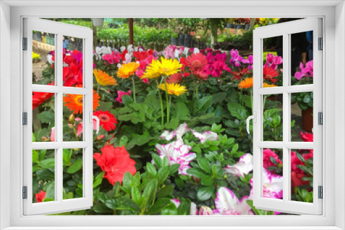 Fototapeta Naklejka Na Ścianę Okno 3D - vivero, jardin, invernadero, flores, colores, colombia, nature, flor