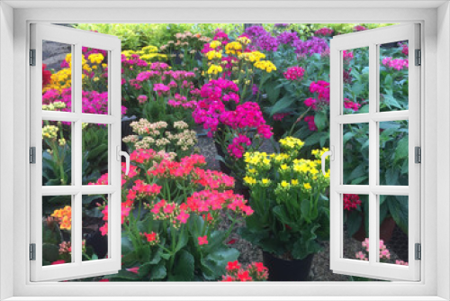 Fototapeta Naklejka Na Ścianę Okno 3D - vivero, jardin, invernadero, flores, colores, colombia, nature, flor