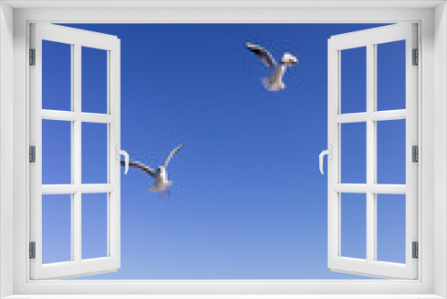 Fototapeta Naklejka Na Ścianę Okno 3D - seagull flying in the blue sky 