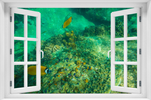 Fototapeta Naklejka Na Ścianę Okno 3D - Fish swim under water with coral reef sea turquoise water