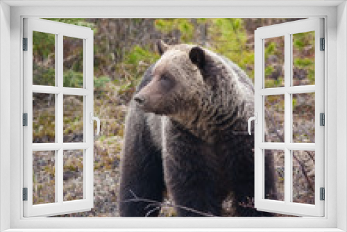 Fototapeta Naklejka Na Ścianę Okno 3D - Grizzly Bear