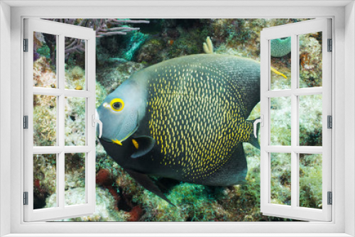 Fototapeta Naklejka Na Ścianę Okno 3D - French Anglefish