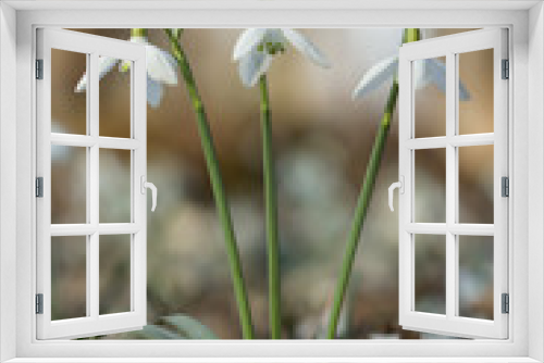 Fototapeta Naklejka Na Ścianę Okno 3D - Snowdrop (Galanthus nivalis) in the woods, common snowdrop flower, first bulbs to bloom in spring widely spread in woodlands and gardens, earliest spring flower in family Amaryllidaceae
