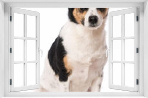 Fototapeta Naklejka Na Ścianę Okno 3D - Cute mixed breed dog on white background