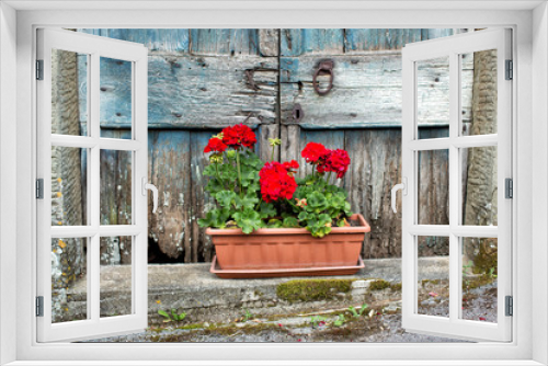 Fototapeta Naklejka Na Ścianę Okno 3D - Tub of red carnations
