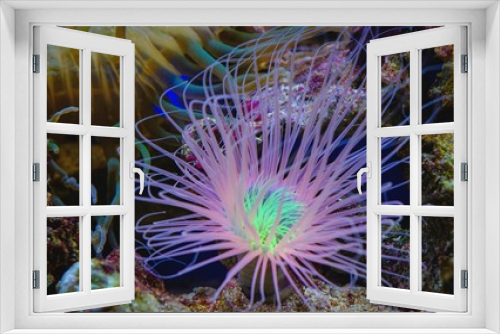 Fototapeta Naklejka Na Ścianę Okno 3D - purple blue anemone coral in an aquarium
