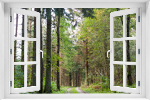 Fototapeta Naklejka Na Ścianę Okno 3D - Road in forest