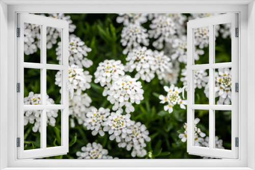Fototapeta Naklejka Na Ścianę Okno 3D - Nice spring flowers in garden nature flora macro photography 