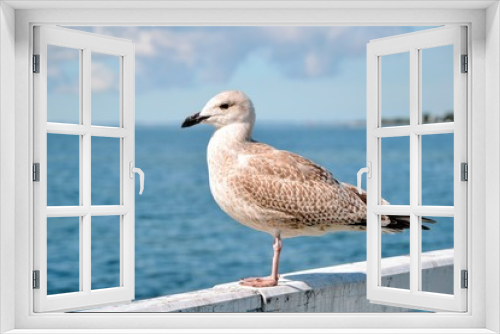 Fototapeta Naklejka Na Ścianę Okno 3D - Single seagull (Larinae) standing on the railing of the pier. Bird on a white balustrade with a blurred marine background.