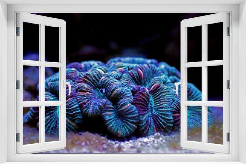 Fototapeta Naklejka Na Ścianę Okno 3D - Wellsophyllia folded open brain LPS coral