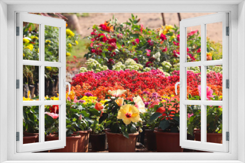 Fototapeta Naklejka Na Ścianę Okno 3D - Evergreen Blooming Bright Colorful Flowers In Spring Season For Terrace Garden Or Modern Home Gardening