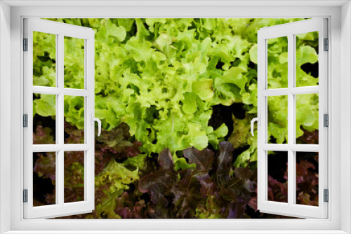 Fototapeta Naklejka Na Ścianę Okno 3D - Organic green oak and red coral lettuce hydroponic produce of fresh vegetable curly and crispy salad ingredient healthy food for diet with fiber and nutrition natural textured background