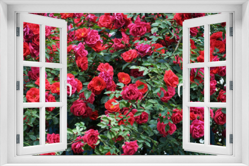 Fototapeta Naklejka Na Ścianę Okno 3D - Roses bloom in the garden.