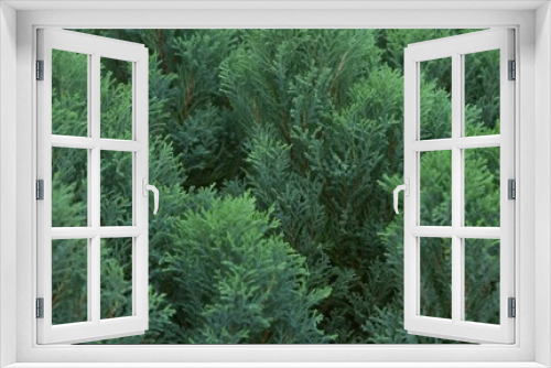 Fototapeta Naklejka Na Ścianę Okno 3D - Beautiful fern in the garden.