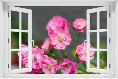 Fototapeta Naklejka Na Ścianę Okno 3D - Rosa multiflora