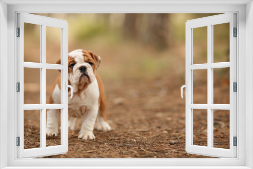 Fototapeta Naklejka Na Ścianę Okno 3D - Cute English bulldog puppy of red and white color on a walk in the woods. Place for the inscription. Concept: veterinary medicine, breed, dog care.