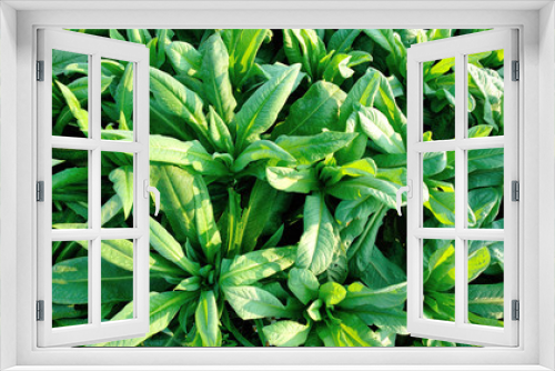 Fototapeta Naklejka Na Ścianę Okno 3D - Green leaf lettuce in growth at vegetable garden