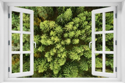 Fototapeta Naklejka Na Ścianę Okno 3D - Green pines in forest