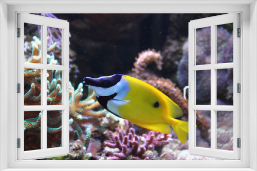 Fototapeta Naklejka Na Ścianę Okno 3D - yellow fish