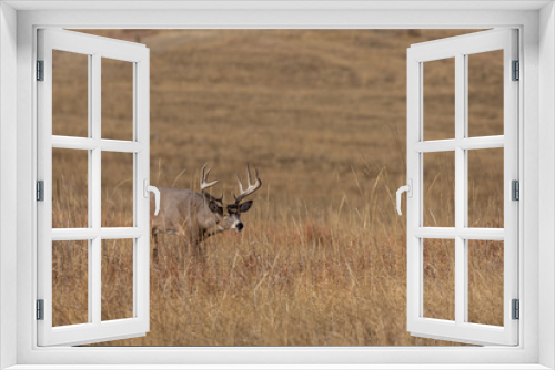 Fototapeta Naklejka Na Ścianę Okno 3D - Buck Whitetail Deer in the Rut in Colorado in Autumn