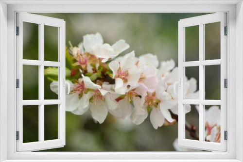 Fototapeta Naklejka Na Ścianę Okno 3D - The spring blooming of fruit trees, cherry.