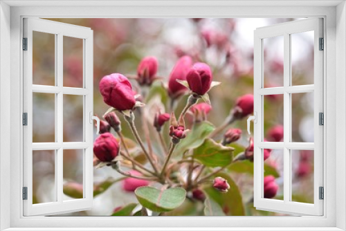 Fototapeta Naklejka Na Ścianę Okno 3D - Spring flowering fruit trees, Apple trees.