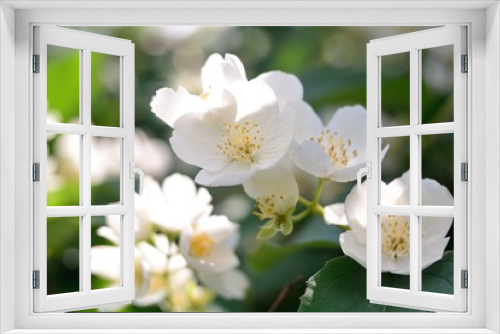 Fototapeta Naklejka Na Ścianę Okno 3D - Jasmine blossom, summer