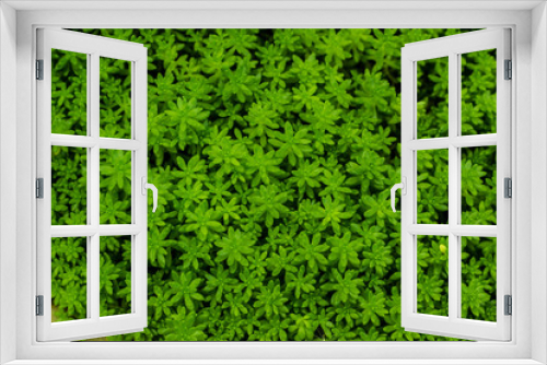 Fototapeta Naklejka Na Ścianę Okno 3D - green fresh leaves background, Sedum reflexum or Sedum rupestre grass texture