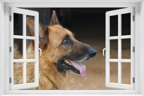Fototapeta Naklejka Na Ścianę Okno 3D - German Shepherd tongue