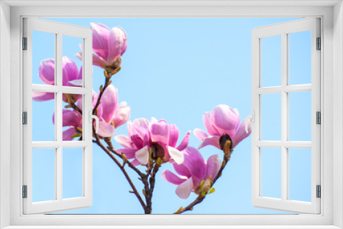 Fototapeta Naklejka Na Ścianę Okno 3D - Spring blooming magnolia tree flowers